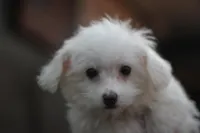 Mike, a male Maltipoo for sale in Jackson, MS – Photo 9 of 10