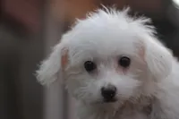 Mike, a male Maltipoo for sale in Jackson, MS – Photo 10 of 10