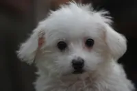 Mike, a male Maltipoo for sale in Jackson, MS – Photo 4 of 10