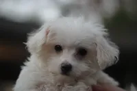 Mike, a male Maltipoo for sale in Jackson, MS – Photo 7 of 10