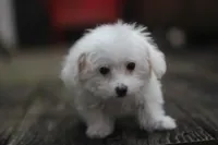 Mike, a male Maltipoo for sale in Jackson, MS – Photo 6 of 10