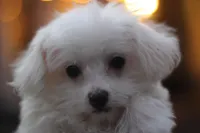 Mike, a male Maltipoo for sale in Jackson, MS – Photo 1 of 10