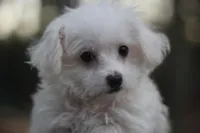 Mike, a male Maltipoo for sale in Jackson, MS – Photo 2 of 10