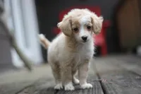 Mindy, a female Malchi for sale in Jackson, MS – 4 of 10