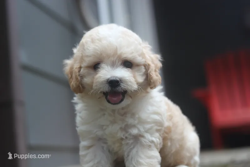 Charlie – Maltipoo puppy for sale in Jackson, MS