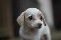 Mamie, a female Malchi for sale in Jackson, MS – 4 of 10