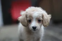 Mindy, a female Malchi for sale in Jackson, MS – 5 of 10