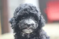 Fred, a male Maltipoo for sale in Jackson, MS – 6 of 10