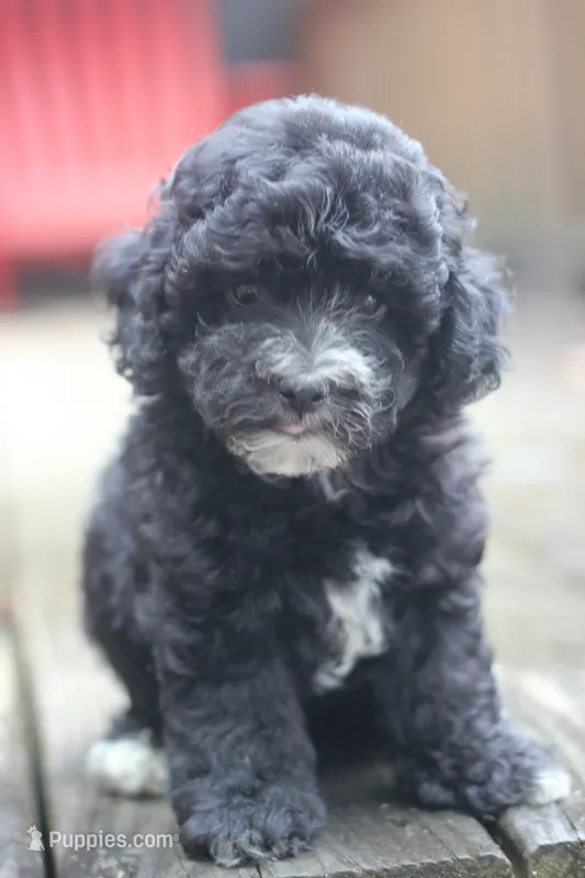 Fred – Maltipoo puppy for sale in Jackson, MS