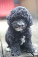 Fred, a male Maltipoo for sale in Jackson, MS – 2 of 10
