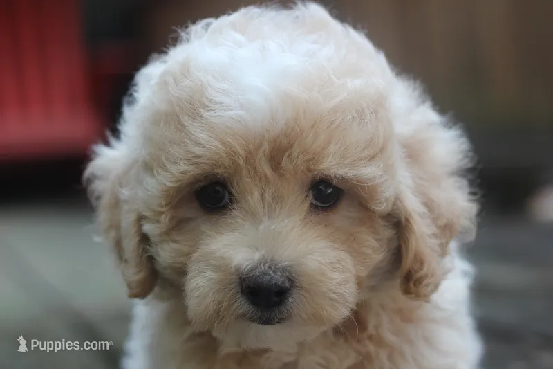 Rayna – Maltipoo puppy for sale in Jackson, MS