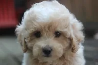 Rayna, a female Maltipoo for sale in Jackson, MS – 1 of 10