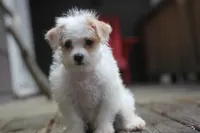 Maggie, a female Maltipoo for sale in Jackson, MS – 8 of 10