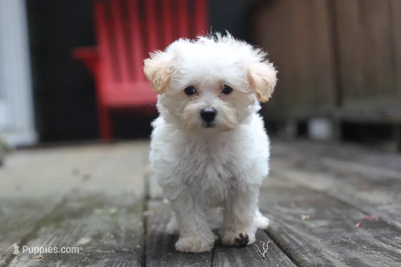Rayna – Maltipoo puppy for sale in Jackson, MS