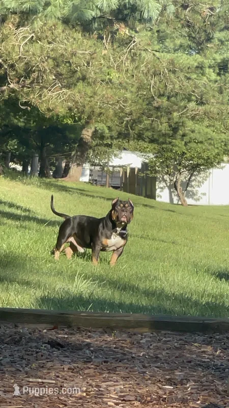 Ralo – American Bully puppy for sale in Edison, NJ