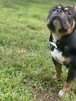 Ralo, a male American Bully for sale in Edison, NJ – 2 of 2