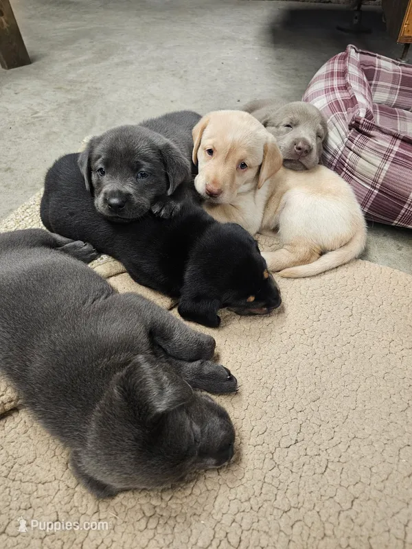 goldie – Labrador Retriever puppy for sale in Fulton, IL