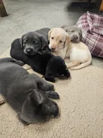 goldie, a female Labrador Retriever for sale in Fulton, IL – 1 of 1