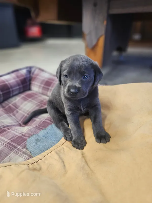 smoky – Labrador Retriever puppy for sale in Fulton, IL