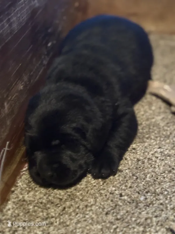 BLACKY – Labrador Retriever puppy for sale in Fulton, IL