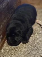 BLACKY, a female Labrador Retriever for sale in Fulton, IL – 1 of 1