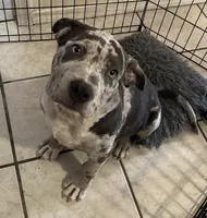 Orion, a male American Pit Bull Terrier for sale in Saint Robert, MO – 2 of 4