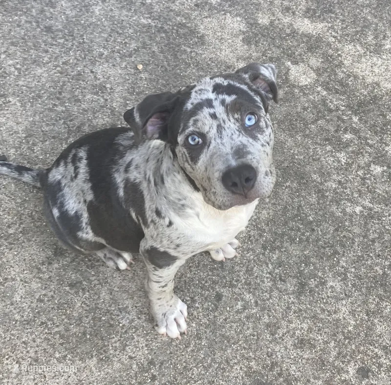 Orion – American Pit Bull Terrier puppy for sale in Saint Robert, MO