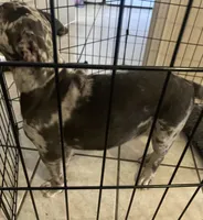 Orion, a male American Pit Bull Terrier for sale in Saint Robert, MO – 3 of 4