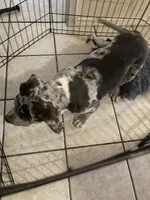 Orion, a male American Pit Bull Terrier for sale in Saint Robert, MO – 4 of 4