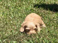 Diego, a male Miniature Dachshund for sale in Bremen, GA – 4 of 7