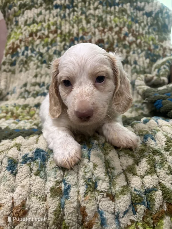 Fluffy  – Miniature Dachshund puppy for sale in Bremen, GA