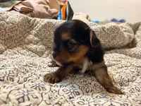 Lady, a female Yorkshire Terrier for sale in Bremen, GA – 3 of 8