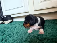Green, a male Miniature Dachshund for sale in Bremen, GA – 5 of 10