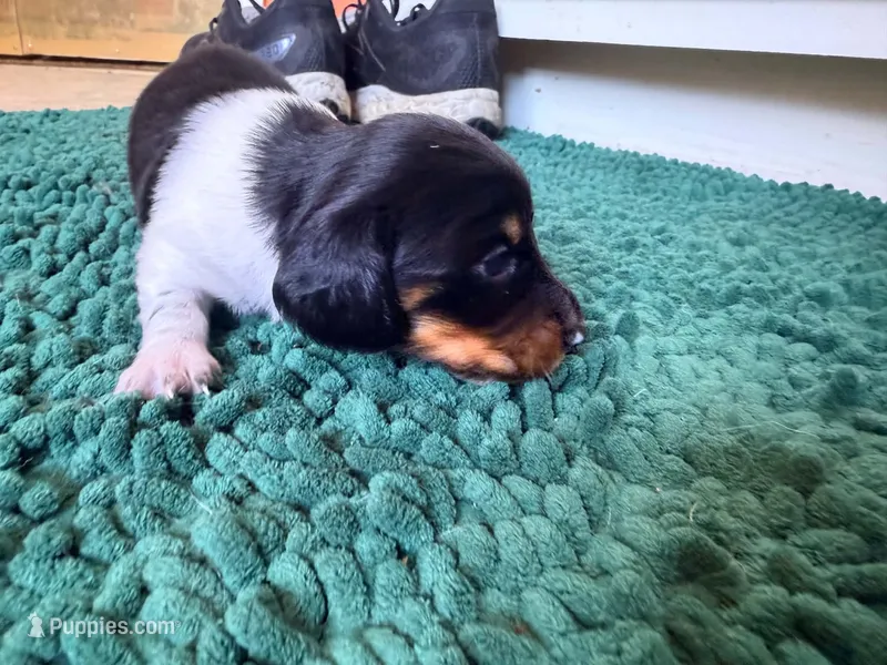 Green – Miniature Dachshund puppy for sale in Bremen, GA
