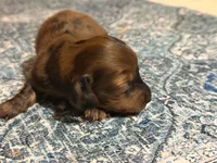 Red heart, a male Miniature Dachshund for sale in Bremen, GA – 5 of 7