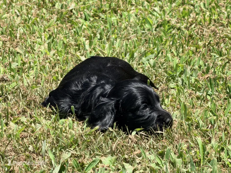 Monica – Miniature Dachshund puppy for sale in Bremen, GA