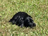 Monica, a female Miniature Dachshund for sale in Bremen, GA – 1 of 7