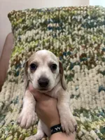 Hearts, a female Miniature Dachshund for sale in Bremen, GA – 2 of 6