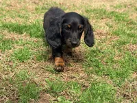 Duke, a male Miniature Dachshund for sale in Bremen, GA – Photo 2 of 6