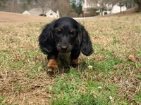 Duke, a male Miniature Dachshund for sale in Bremen, GA – Photo 1 of 6