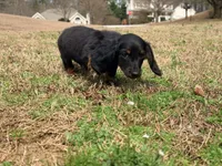 Duke, a male Miniature Dachshund for sale in Bremen, GA – Photo 3 of 6