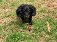 Duke, a male Miniature Dachshund for sale in Bremen, GA – Photo 5 of 6