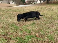 Duke, a male Miniature Dachshund for sale in Bremen, GA – Photo 6 of 6