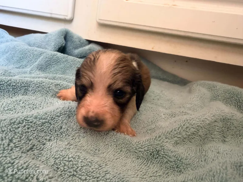 Peanut – Miniature Dachshund puppy for sale in Bremen, GA