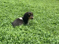 Orange, a male Miniature Dachshund for sale in Bremen, GA – 6 of 7