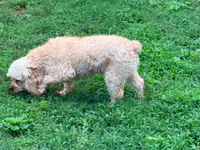 Peaches, a female Cavapoo for sale in Bremen, GA – 4 of 9
