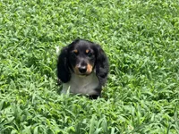 Red , a male Miniature Dachshund for sale in Bremen, GA – 6 of 6