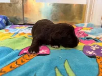 Coco, a female Miniature Schnauzer for sale in Bremen, GA – 3 of 5