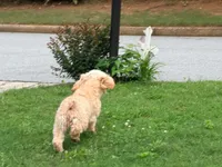 Peaches, a female Cavapoo for sale in Bremen, GA – 9 of 9