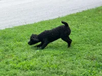 Giddy , a male Poodle - Miniature  for sale in Bremen, GA – 9 of 10